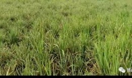 沙河村最新爆料,揭秘乡村发展背后的故事